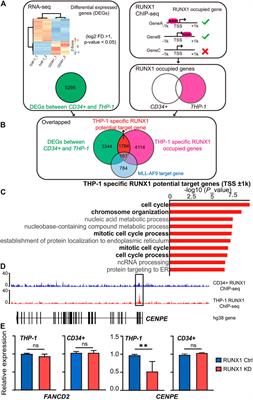 RUNX1 Upregulates CENPE to Promote Leukemic Cell Proliferation